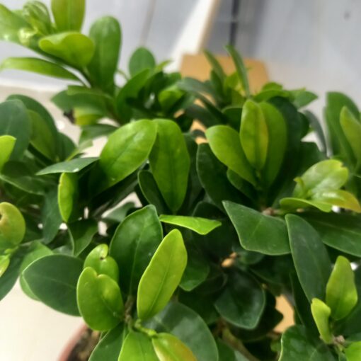 بونساي ميكروكاربا 25 - الصورة 3