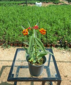 تفلة تركي مركن - 15 سم