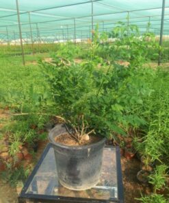 تيكوماريا - مركن 25 سم