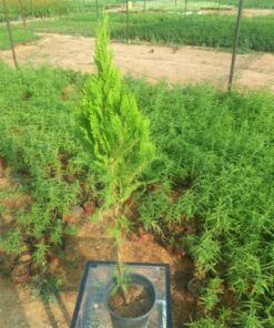 ثويا - مركن 20 سم