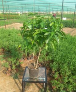 جاردينيا خارجي - مركن 20 سم