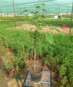 جتروفيا - مركن 20 سم