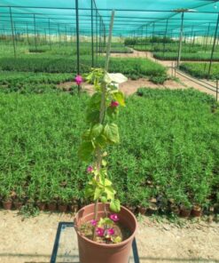 جهنمية بلدي بنفسجي مركن 25 سم