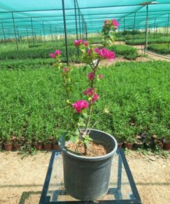 جهنمية قزمي مركن 23 سم