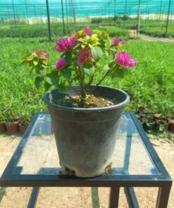 جهنمية قزمية مركن 20 سم