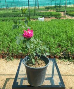 جوري سلطاني أحمر مركن 20 سم