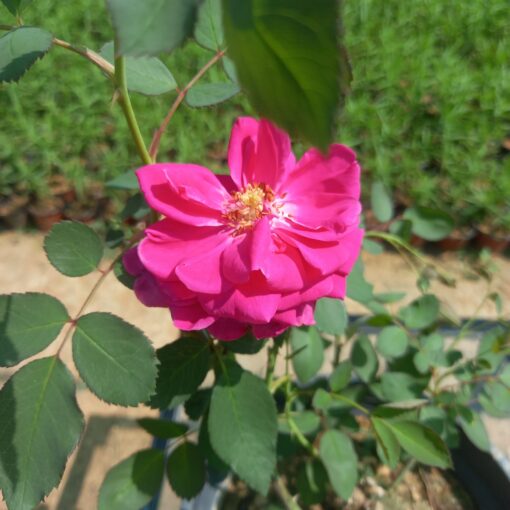 جوري سلطاني أحمر مركن 20 سم - الصورة 2