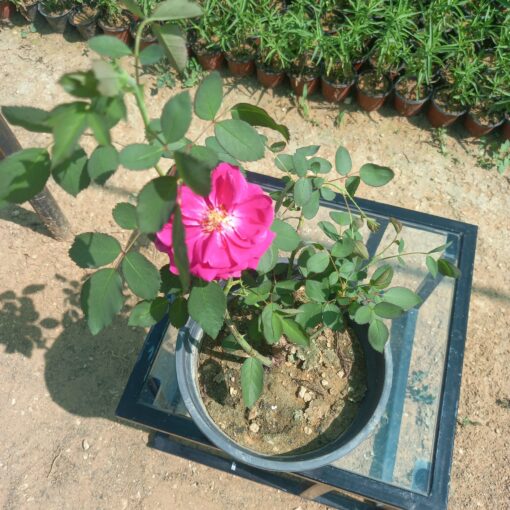 جوري سلطاني أحمر مركن 20 سم - الصورة 3