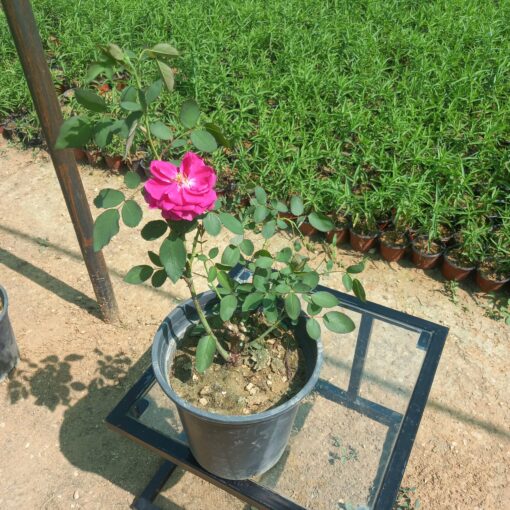 جوري سلطاني أحمر مركن 20 سم - الصورة 4