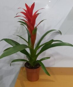 جوزمانيا أحمر - مركن 12 سم