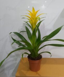 جوزمانيا أصفر - مركن 12 سم