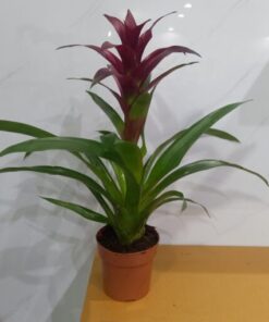 جوزمانيا عنابي - مركن 12 سم