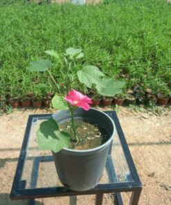 خطمية (الخبيزة) أحمر مركن 20 سم