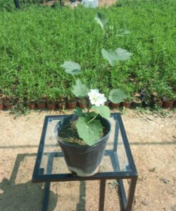 خطمية (الخبيزة) بيضاء مركن 20 سم