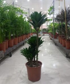 دراسينا كومباكتا 3 سيقان - مركن 24 سم