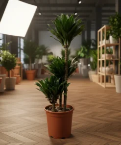 شجرة دراسينا كومباكتا