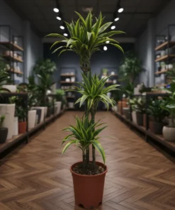 دراسينا ليمون لايم 3 سيقان – مركن 27 سم ٢