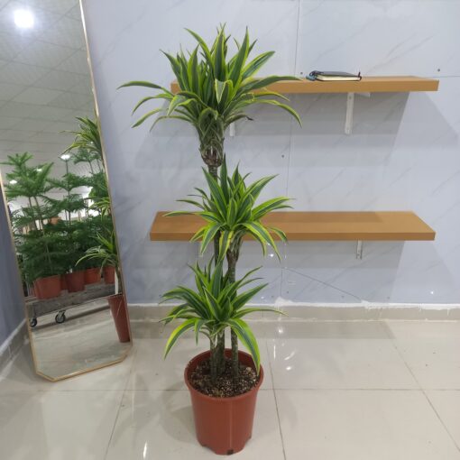 دراسينا ليمون لايم 3 سيقان - مركن 27 سم