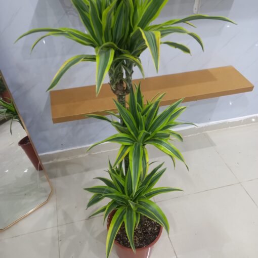 دراسينا ليمون لايم 3 سيقان - مركن 27 سم - الصورة 2