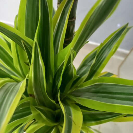 دراسينا ليمون لايم 3 سيقان - مركن 27 سم - الصورة 3