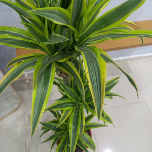 دراسينا ليمون لايم 3 سيقان - مركن 27 سم - الصورة 4