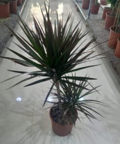 دراسينا مارجيناتا 2 ساق مركن 21 سم