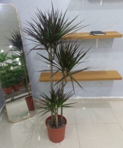 دراسينا مارجيناتا 3 سيقان - مركن 27 سم