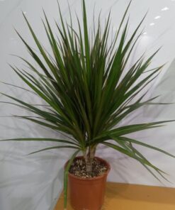 دراسينا مارجيناتا مركن 17 سم