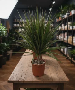 نبتة دراسينا مارجيناتا