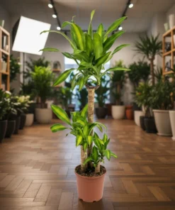 شجرة دراسينا ماسنجانا