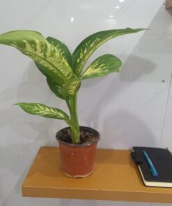 ديفنباخيا - مركن 15 سم