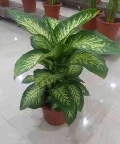 ديفنباخيا - مركن 15 لتر