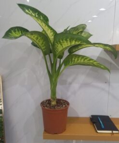 ديفنباخيا - مركن 24 سم