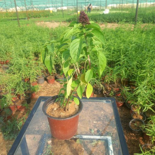 ريحان كاردينال - مركن 15 سم