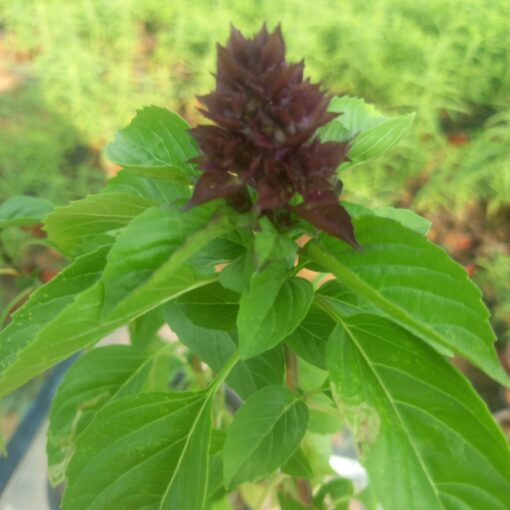 ريحان كاردينال - مركن 15 سم - الصورة 2