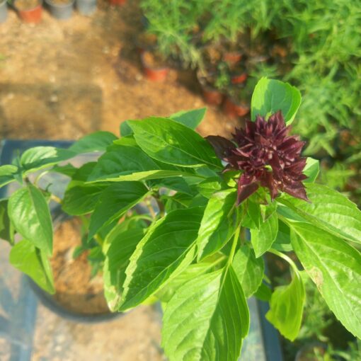 ريحان كاردينال - مركن 15 سم - الصورة 3