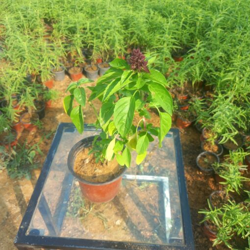 ريحان كاردينال - مركن 15 سم - الصورة 4