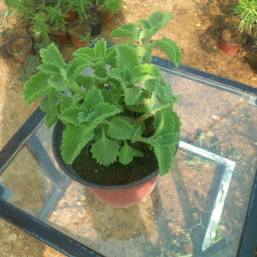 زعتر - مركن 15 سم