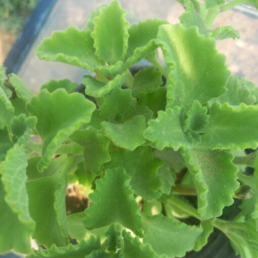 زعتر - مركن 15 سم - الصورة 2