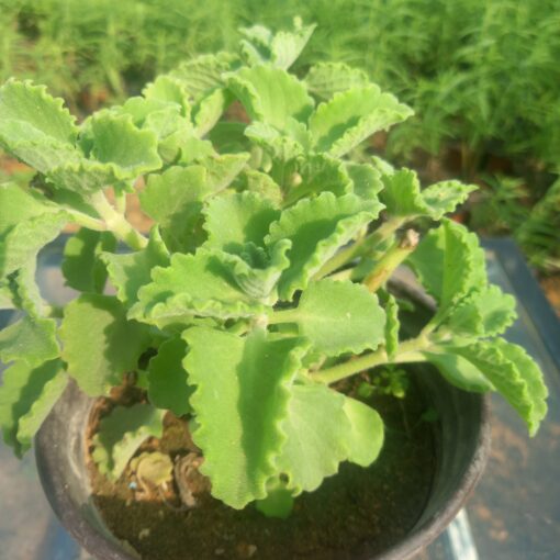 زعتر - مركن 15 سم - الصورة 3