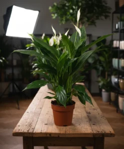 نبتة زنبق السلام