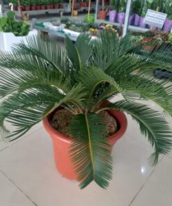 نخيل سايكس مركن 15لتر