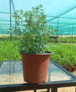 شذاب - مركن 15 سم