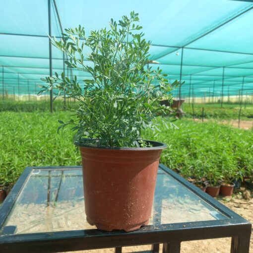 شذاب - مركن 15 سم