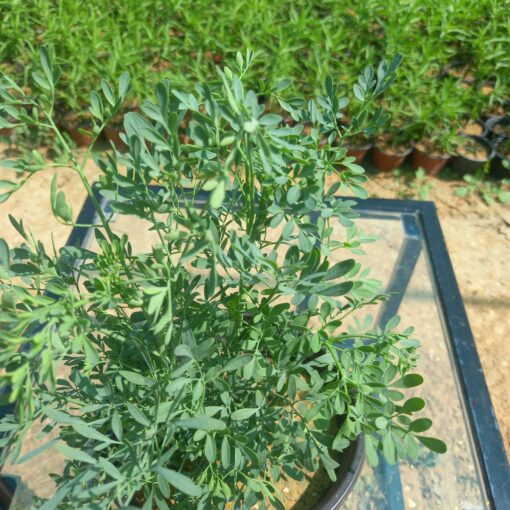 شذاب - مركن 15 سم - الصورة 3