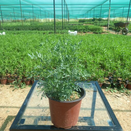 شذاب - مركن 15 سم - الصورة 4