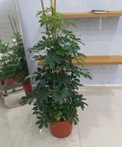 شفليرا خضراء - مركن 15 لتر