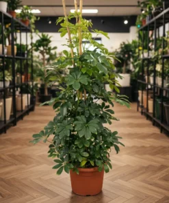 شفليرا خضراء – مركن 15 لتر 1