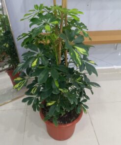 شفليرا مبرقشة خضراء - مركن 15 لتر