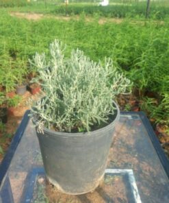 شيح - مركن 16 سم